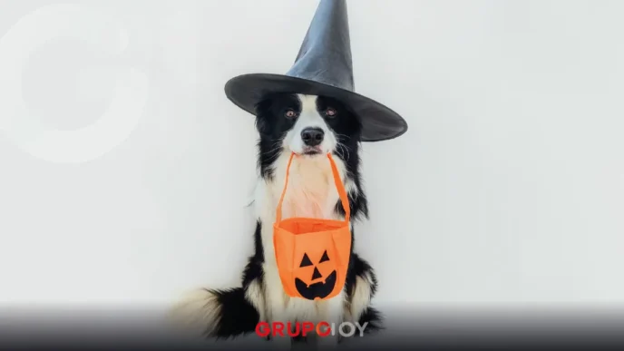 Halloween Run 2025 en Pachuca. La carrera para ayudar a un refugio de animales