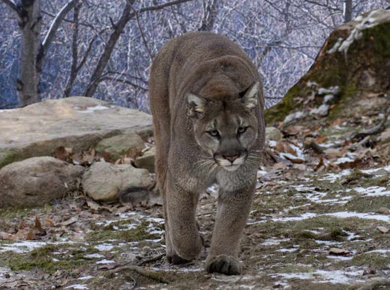 puma en San Agustín Tlaxiaca