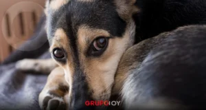 Mujer detenida en Hidalgo por presunto ataque con machete a un perro en Pachuca