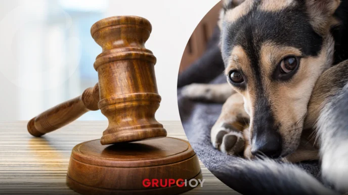 Mujer es vinculada a proceso por agredir a perro con machete en Pachuca