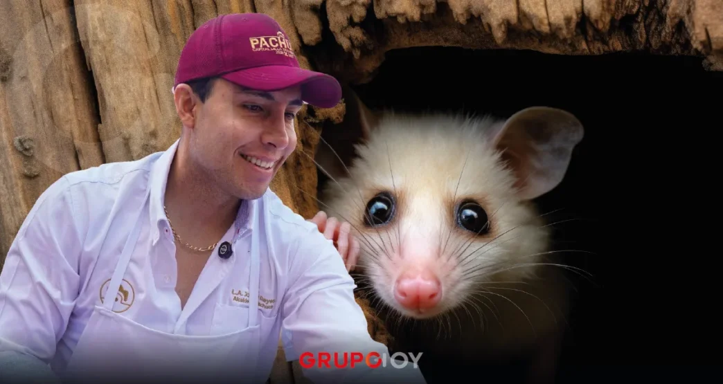 tlacuaches en Pachuca