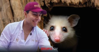 tlacuaches en Pachuca