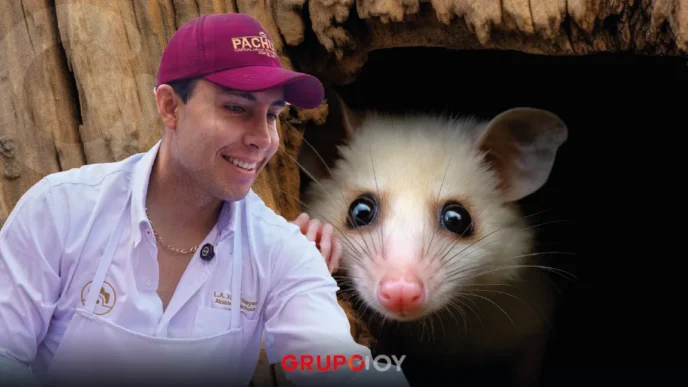 tlacuaches en Pachuca