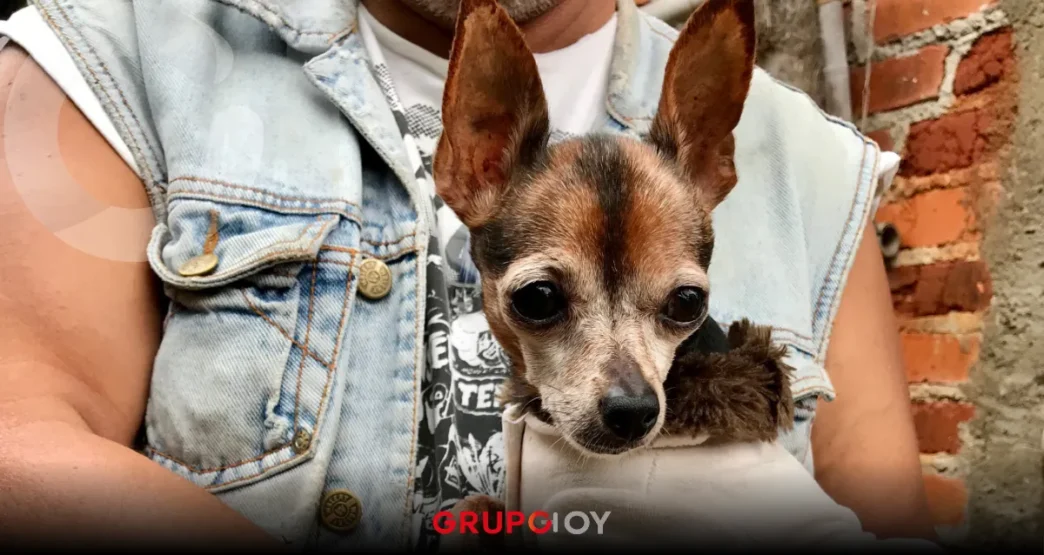 Adopta un lomito en Pachuca: refugio transforma destinos caninos