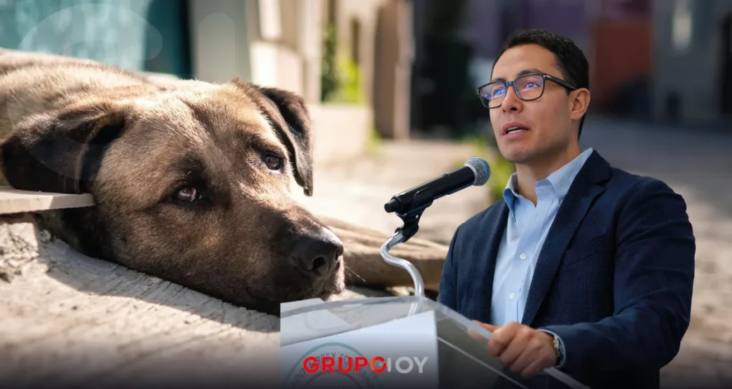 Con Jorge Reyes, Pachuca suma cerca de 700 denuncias de maltrato animal en 2025