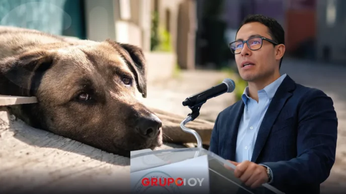 Con Jorge Reyes, Pachuca suma cerca de 700 denuncias de maltrato animal en 2025