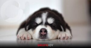 Asociación denuncia cachorros envenenados en Tezontepec