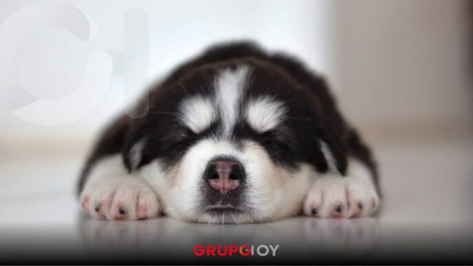 Asociación denuncia cachorros envenenados en Tezontepec