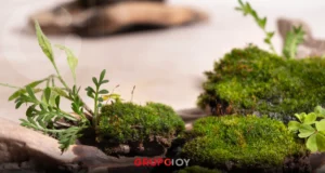 Venta de heno y musgo: un problema ambiental que persiste en la temporada navideña