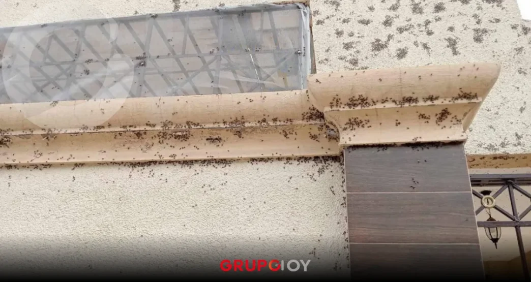 ¡Moscas por todos lados! Habitantes de Tizayuca denuncian plaga