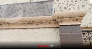 ¡Moscas por todos lados! Habitantes de Tizayuca denuncian plaga