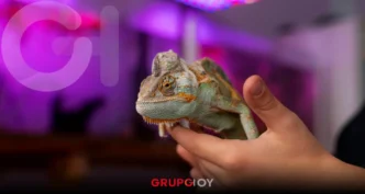 Profepa llama a proteger la biodiversidad y evitar regalos de animales silvestres en Navidad