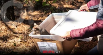 Liberan 26 ejemplares de fauna silvestre en el cerro Las Navajas, Hidalgo