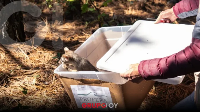 Liberan 26 ejemplares de fauna silvestre en el cerro Las Navajas, Hidalgo