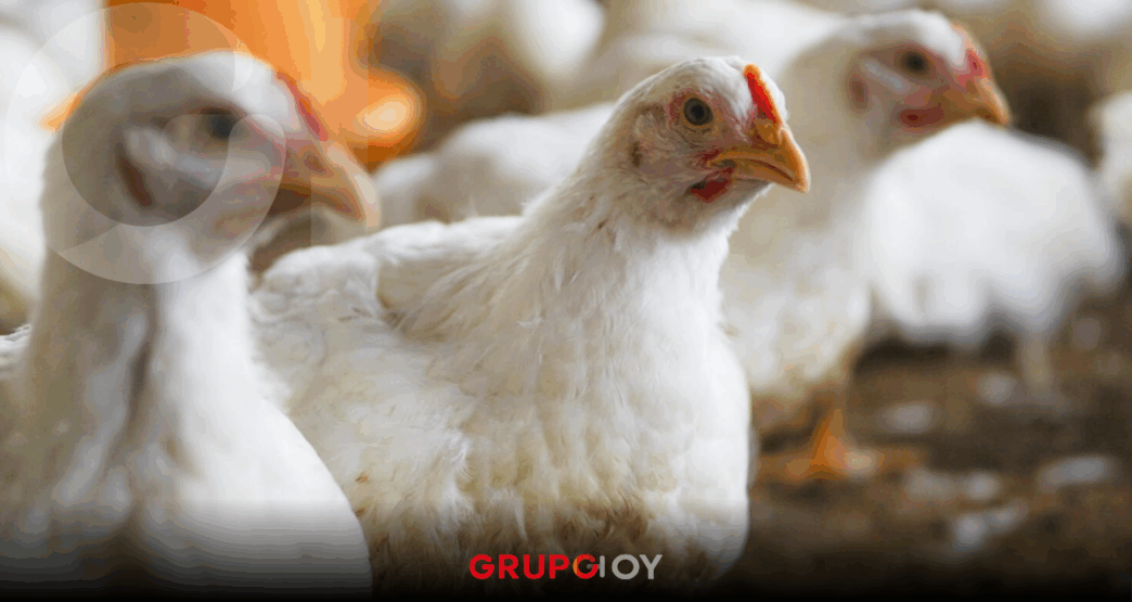 Inversión de Pilgrim’s Pride en Hidalgo