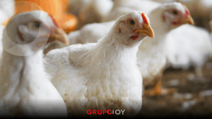 Inversión de Pilgrim’s Pride en Hidalgo