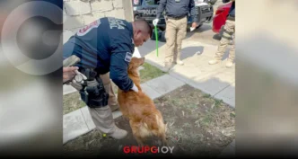 Nuevo rescate en Mineral de la Reforma salva a perrita de maltrato