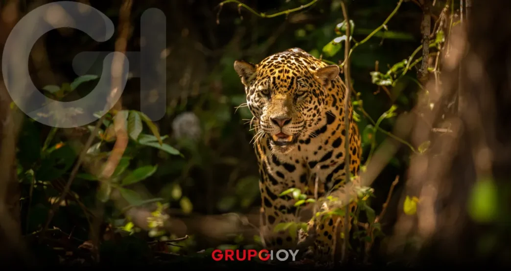 Hidalgo destina cuatro millones de pesos para protección del jaguar y su hábitat