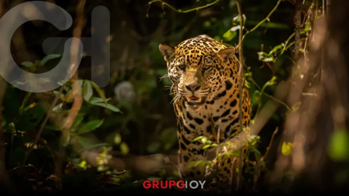 Hidalgo destina cuatro millones de pesos para protección del jaguar y su hábitat