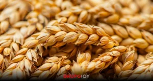 Heineken deja en incertidumbre a productores de cebada de Hidalgo