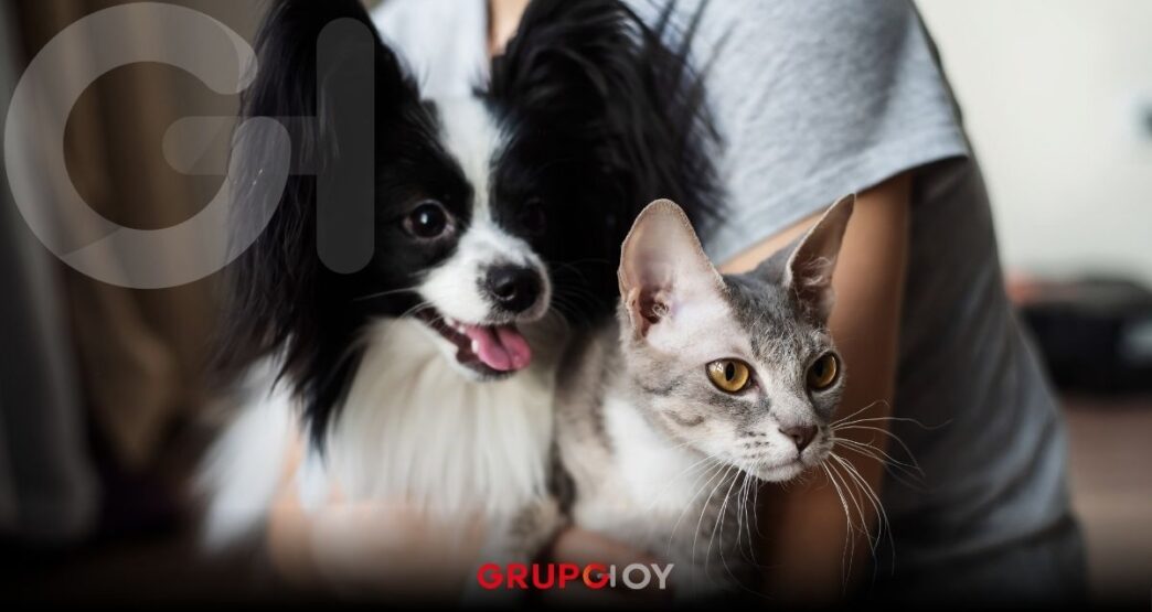 Maltrato animal en Hidalgo: ¿Cómo denunciar, qué sí es delito y cuáles son las penas?