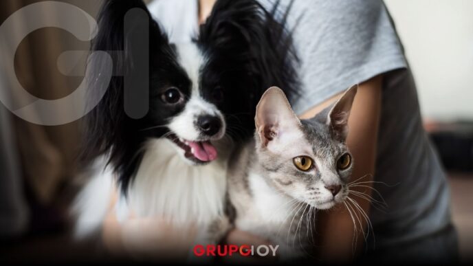 Maltrato animal en Hidalgo: ¿Cómo denunciar, qué sí es delito y cuáles son las penas?