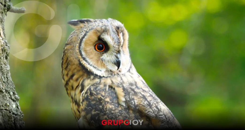 Temporada de nacimientos de lechuzas en Pachuca: ¿qué hacer si veo una?Temporada de nacimientos de lechuzas en Pachuca: ¿qué hacer si veo una?