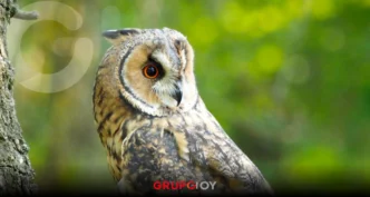 Temporada de nacimientos de lechuzas en Pachuca: ¿qué hacer si veo una?Temporada de nacimientos de lechuzas en Pachuca: ¿qué hacer si veo una?