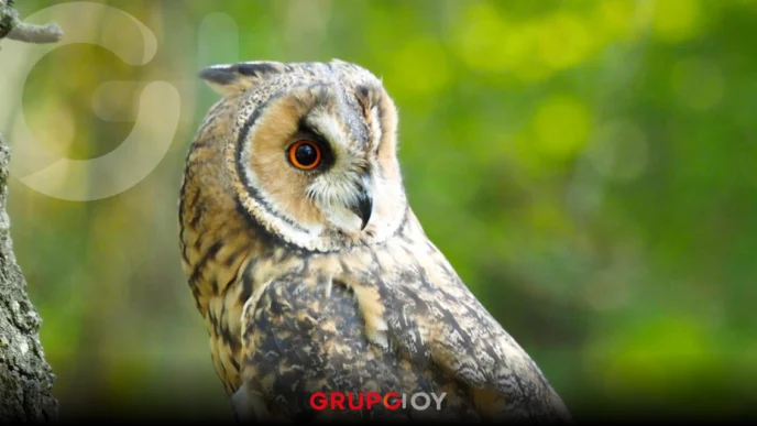 Temporada de nacimientos de lechuzas en Pachuca: ¿qué hacer si veo una?Temporada de nacimientos de lechuzas en Pachuca: ¿qué hacer si veo una?