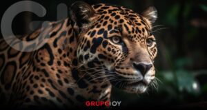 Hidalgo refuerza la conservación del jaguar con el Programa PEACEH