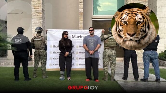Aseguran siete tigres, armas y droga en cateos ligados al Cártel del Noreste en Nuevo León