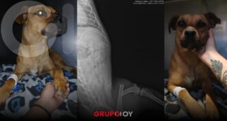Cocada, perrita atropellada en Pachuca, necesita cirugía urgente; piden apoyo ciudadano