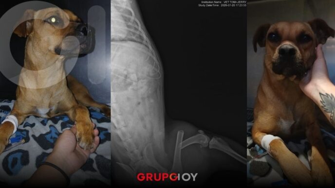 Cocada, perrita atropellada en Pachuca, necesita cirugía urgente; piden apoyo ciudadano