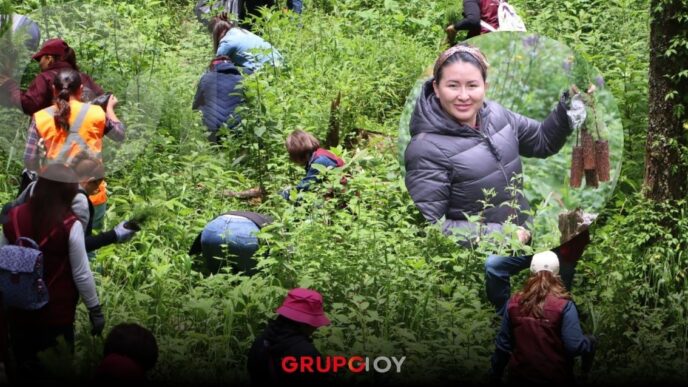 Reforestan Parque Nacional El Chico con 3 mil 500 árboles