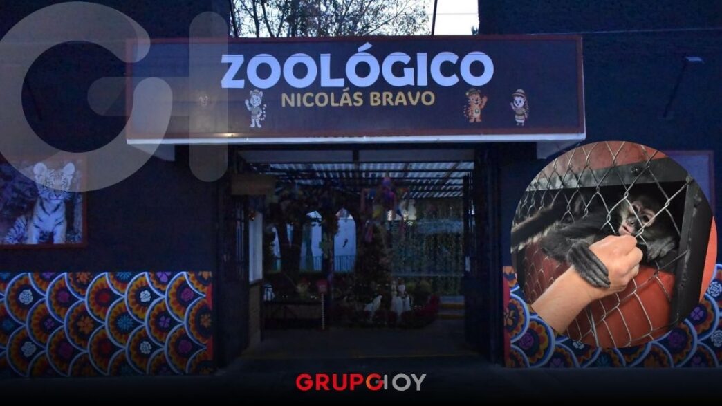 Zoológico Nicolás Bravo de Tulancingo estrena monos araña y nuevas áreas para visitar en vacaciones