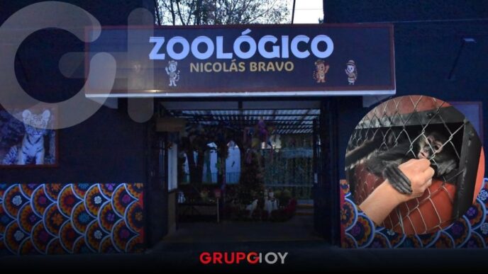 Zoológico Nicolás Bravo de Tulancingo estrena monos araña y nuevas áreas para visitar en vacaciones
