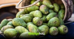 Hidalgo destaca entre los principales productores de tuna en México