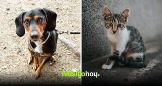 Adopción de perros y gatos en Pachuca: requisitos y proceso