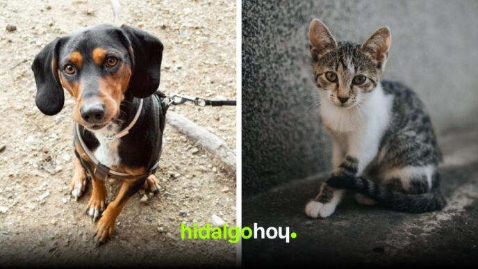 Adopción de perros y gatos en Pachuca: requisitos y proceso
