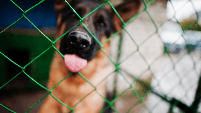 Criadero ilegal perros Juárez: intervención y rescate de 56 animales en Nuevo León