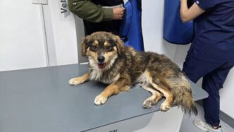 Maltrato animal en Nuevo León: Indigna caso en General Zuazua