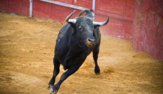 Aplazan corrida de toros en homenaje a Mauricio Fernández en San Pedro Garza García