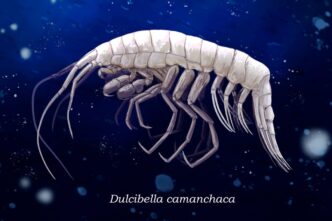 Dulcibella camanchaca: El depredador marino que descubrieron en la Fosa de Atacama