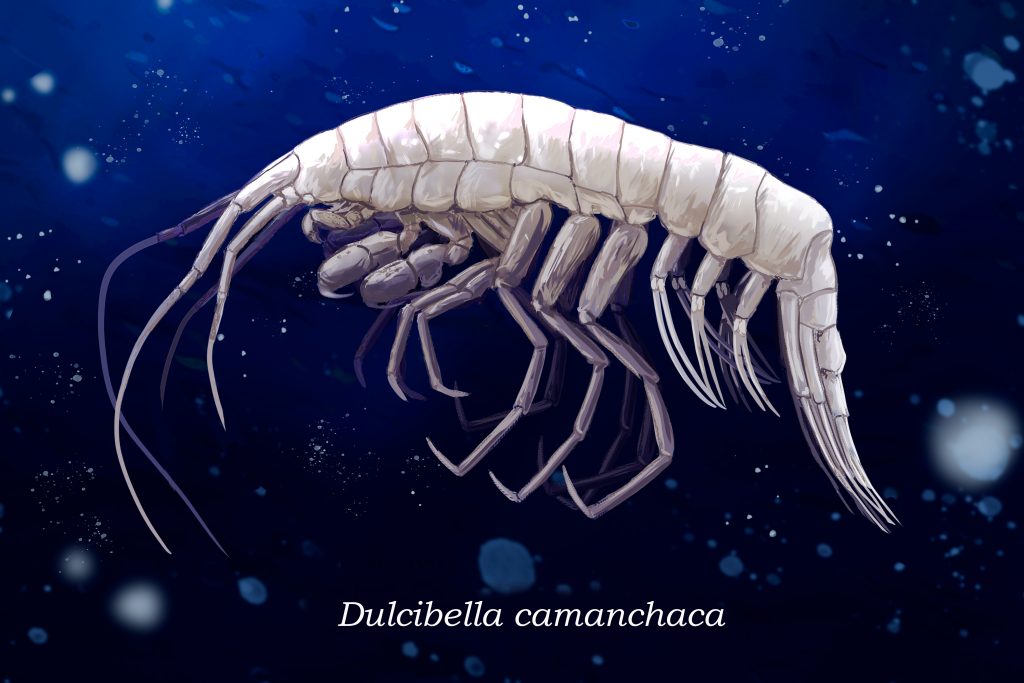 Dulcibella camanchaca: El depredador marino que descubrieron en la Fosa de Atacama