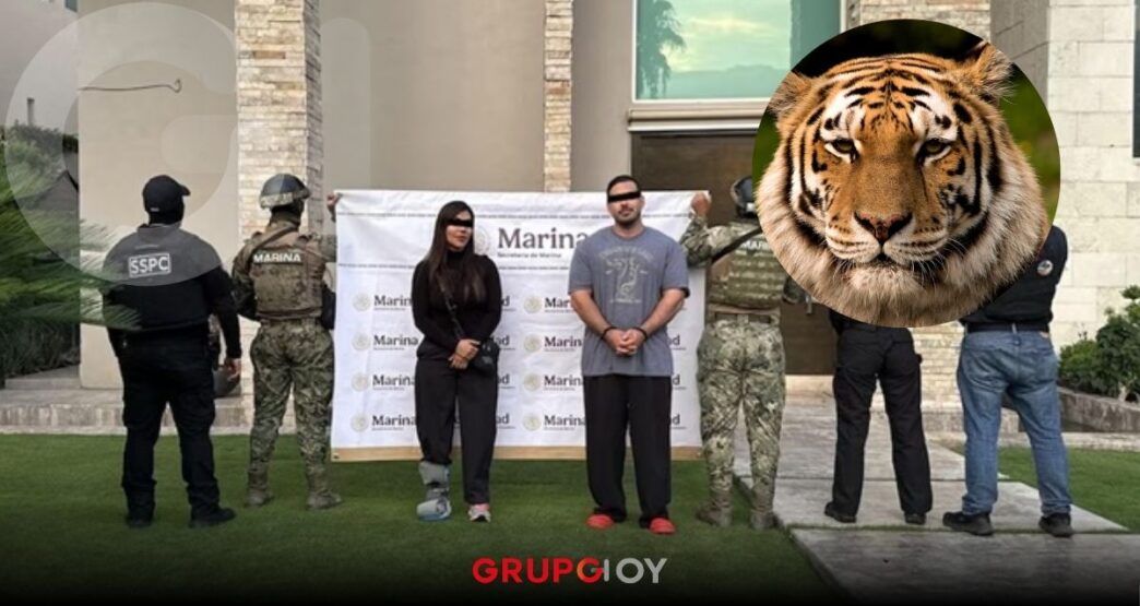 Aseguran siete tigres, armas y droga en cateos ligados al Cártel del Noreste en Nuevo León