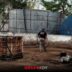 FGR decomisa más de 256 mil litros de hidrocarburo en Veracruz