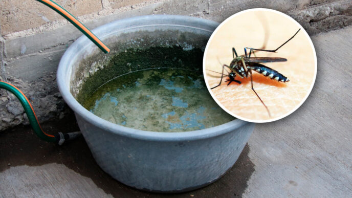 Sin casos de dengue ni COVID-19 en el inicio de 2024