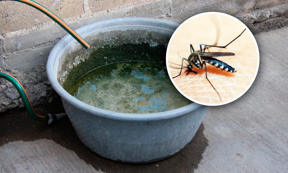 Sin casos de dengue ni COVID-19 en el inicio de 2024