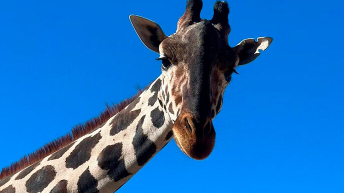 Gobernador de Puebla solicita formalmente el traslado de la jirafa Benito a Africam Safari