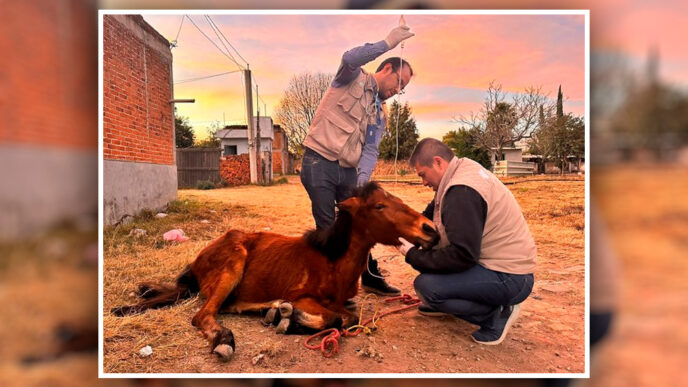 Gobierno Estatal de Puebla rescató a un caballo que sufría de maltrato